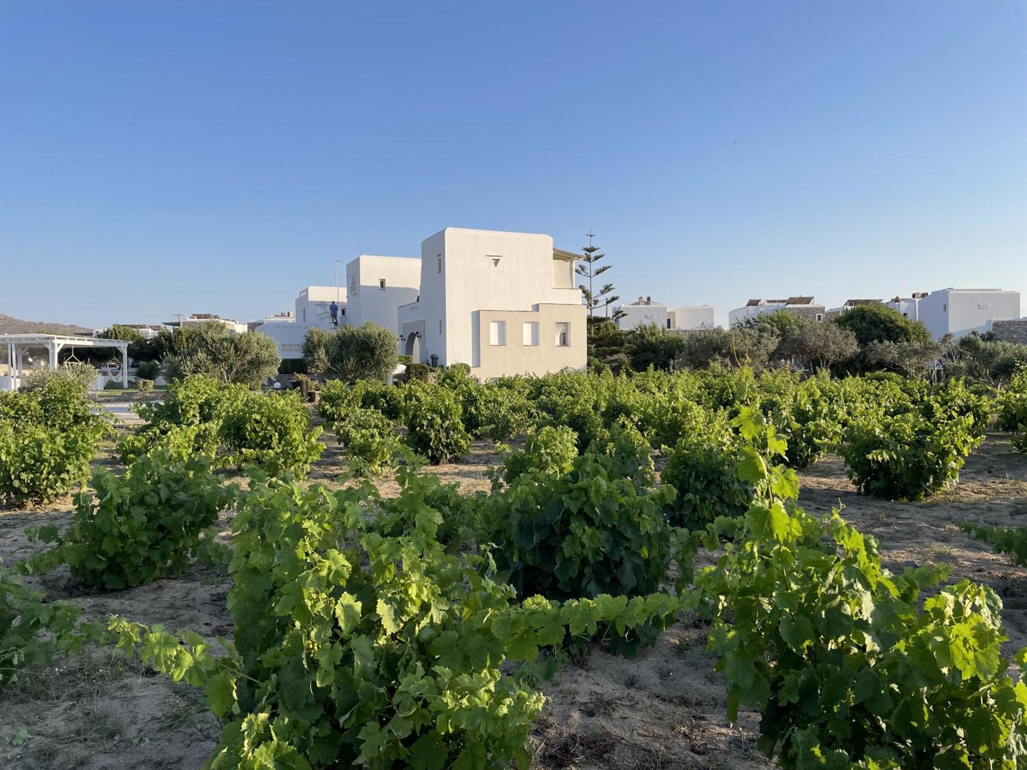 Mare Monte Studios Naxos Plaka  Exterior photo